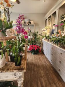 all around orchids llc sarasota 242